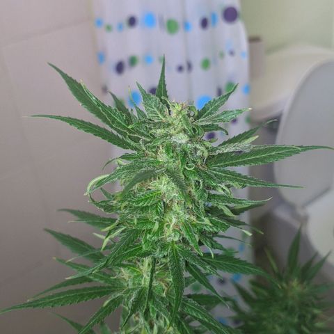 4 colas  growlog timeline photo