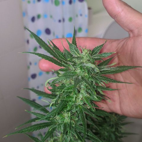 4 colas  growlog timeline photo