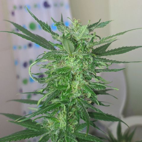 4 colas  growlog timeline photo