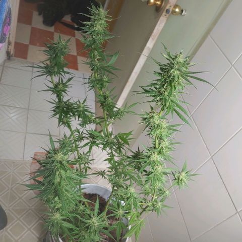 4 colas  growlog timeline photo
