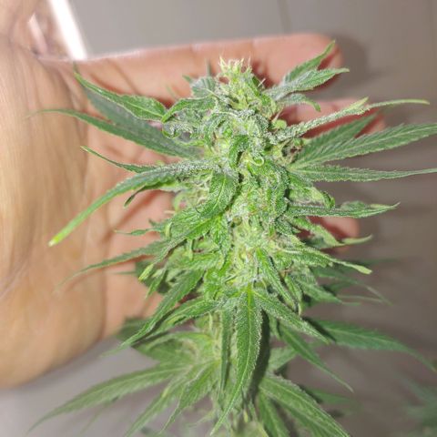 4 colas  growlog timeline photo