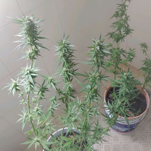 4 colas  growlog timeline photo