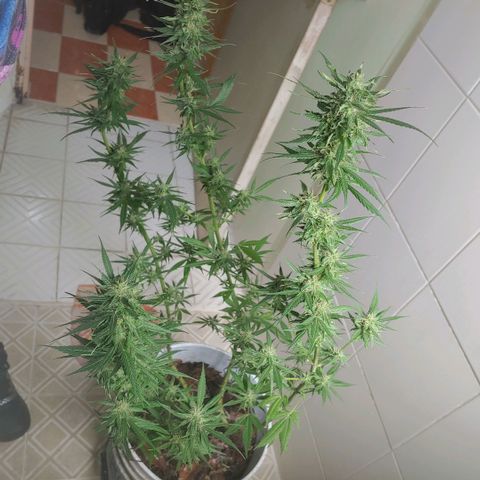 4 colas  growlog timeline photo