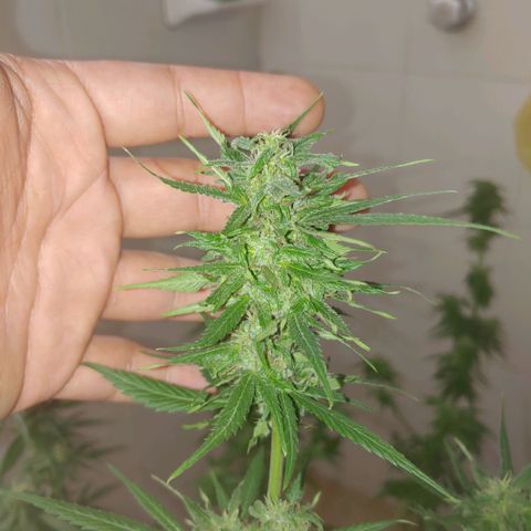 4 colas  growlog timeline photo