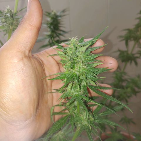 4 colas  growlog timeline photo