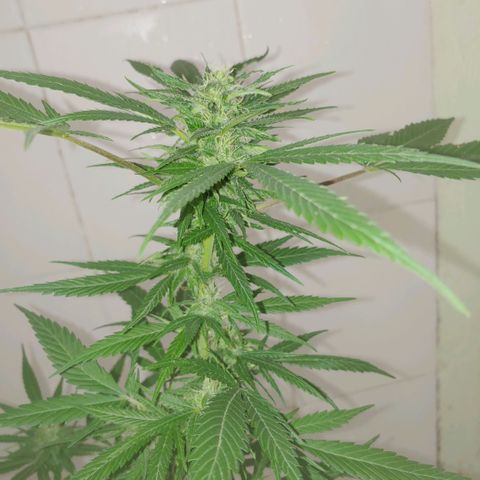 4 colas  growlog timeline photo