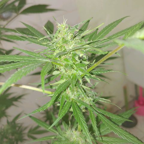 4 colas  growlog timeline photo