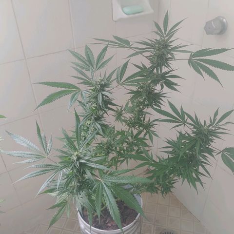 4 colas  growlog timeline photo