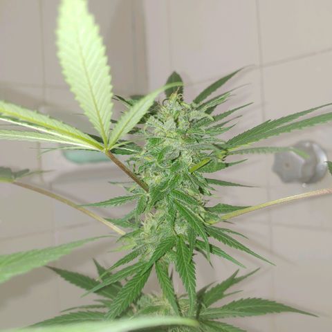 4 colas  growlog timeline photo