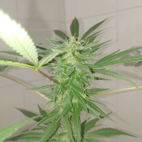 4 colas  growlog timeline photo