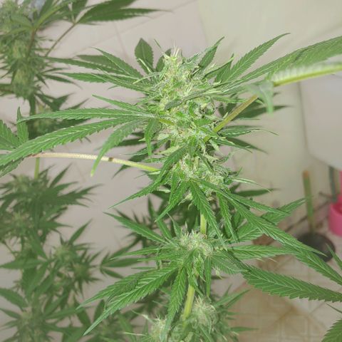 4 colas  growlog timeline photo