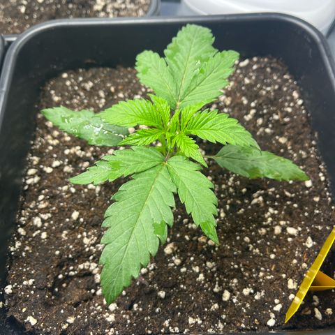 Fullgas  #1 growlog timeline photo