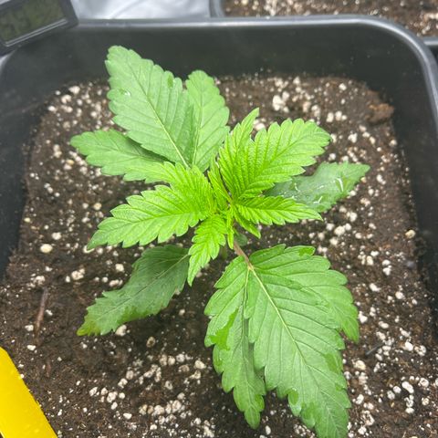 Fullgas  #2 growlog timeline photo