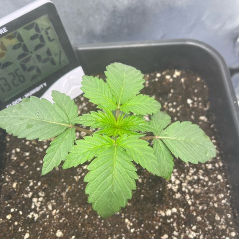 BIG Berry Bliss  growlog timeline photo