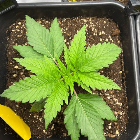 Fullgas  #2 growlog timeline photo