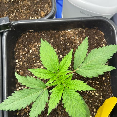 Fullgas  #1 growlog timeline photo