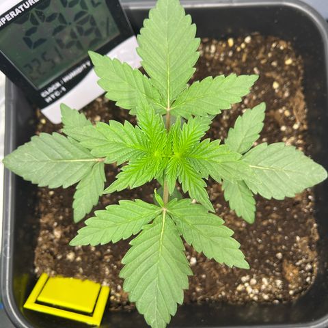 BIG Berry Bliss  growlog timeline photo