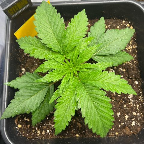 Fullgas  #2 growlog timeline photo