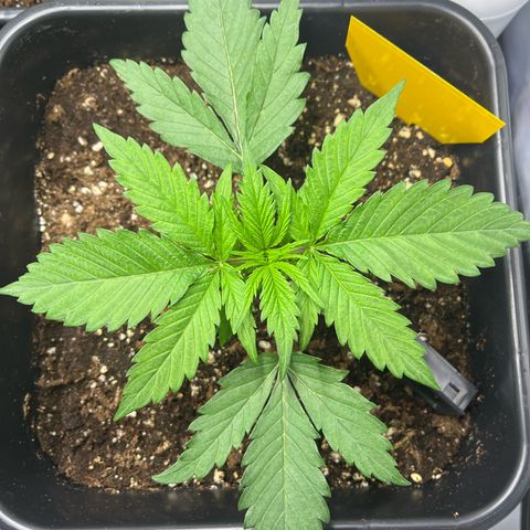 Fullgas  #1 growlog timeline photo