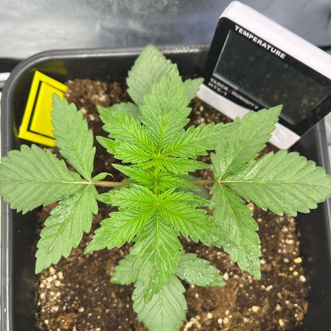 BIG Berry Bliss  growlog timeline photo