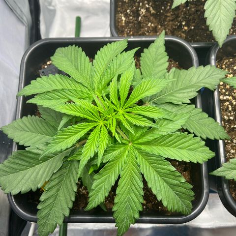 Fullgas  #2 growlog timeline photo