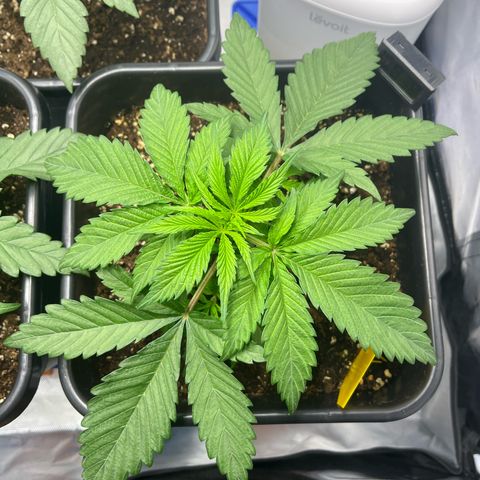 Fullgas  #1 growlog timeline photo