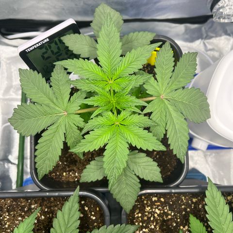 BIG Berry Bliss  growlog timeline photo
