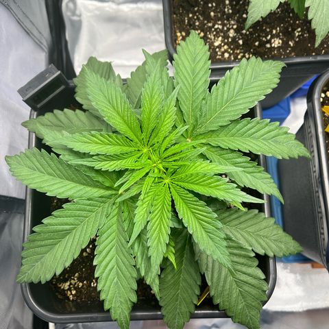 Fullgas  #2 growlog timeline photo