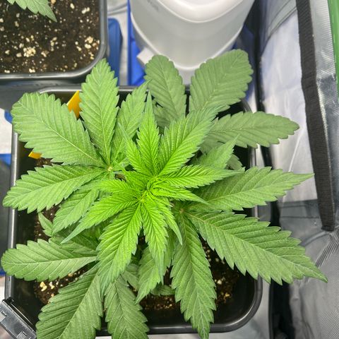 Fullgas  #1 growlog timeline photo
