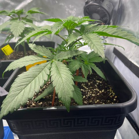 Fullgas  #1 growlog timeline photo