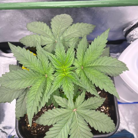 BIG Berry Bliss  growlog timeline photo