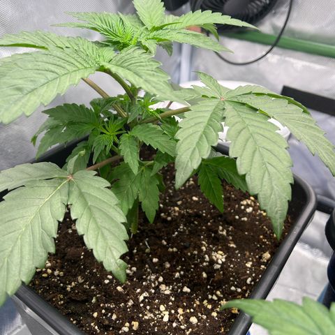 BIG Berry Bliss  growlog timeline photo