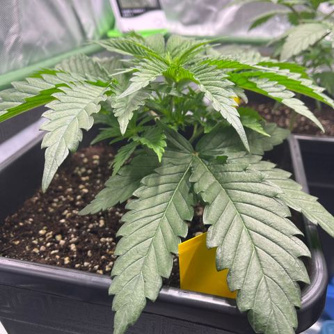 Fullgas  #2 growlog timeline photo