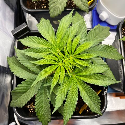 Fullgas  #2 growlog timeline photo