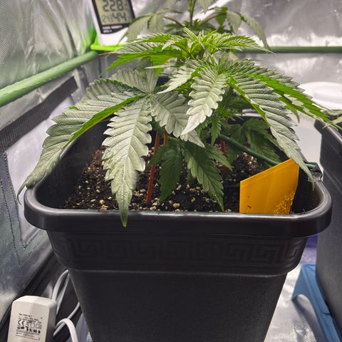 Fullgas  #2 growlog timeline photo
