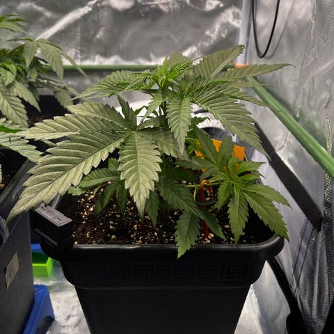 Fullgas  #1 growlog timeline photo
