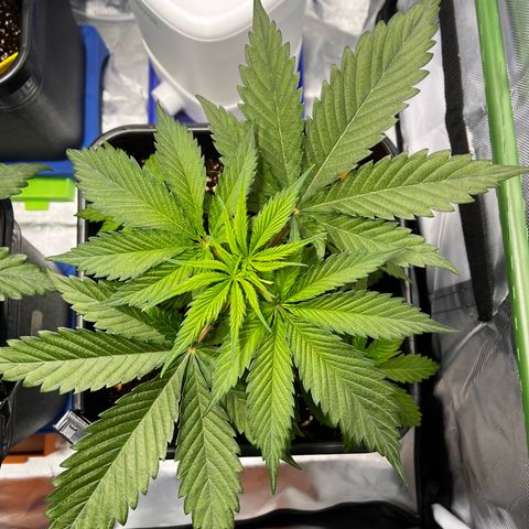 Fullgas  #1 growlog timeline photo