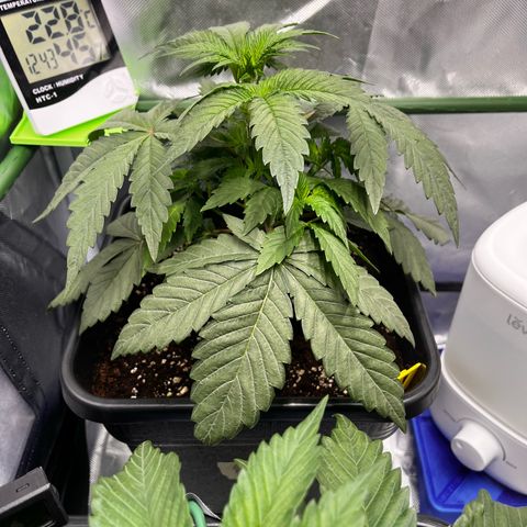 BIG Berry Bliss  growlog timeline photo