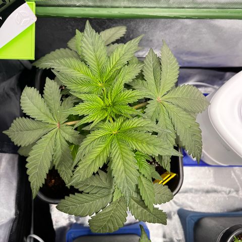 BIG Berry Bliss  growlog timeline photo