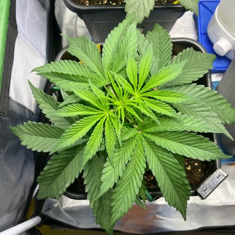 Fullgas  #2 growlog timeline photo