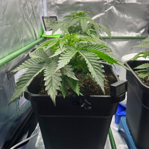 Fullgas  #2 growlog timeline photo