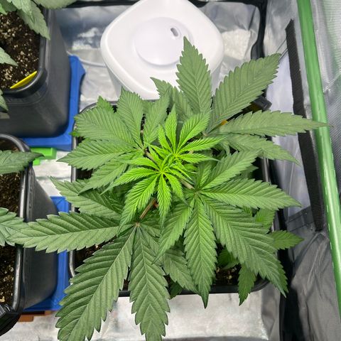 Fullgas  #1 growlog timeline photo