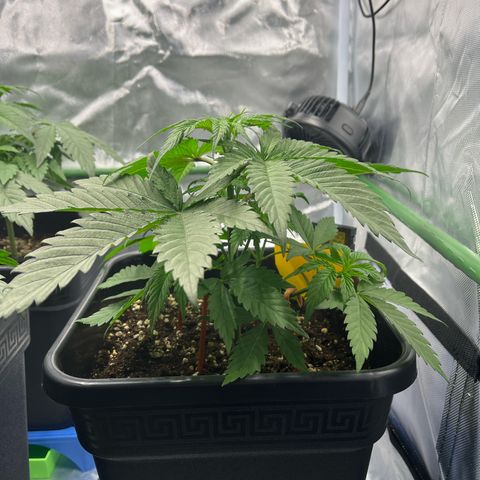 Fullgas  #1 growlog timeline photo
