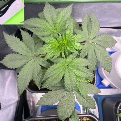 BIG Berry Bliss  growlog timeline photo