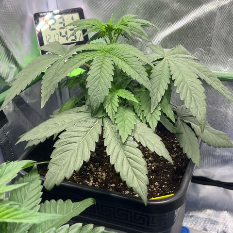 BIG Berry Bliss  growlog timeline photo