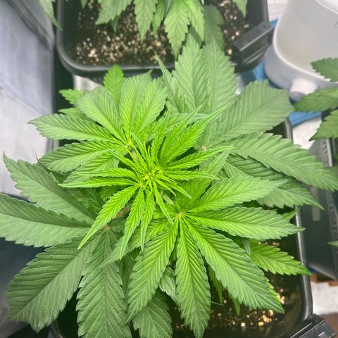 Fullgas  #2 growlog timeline photo
