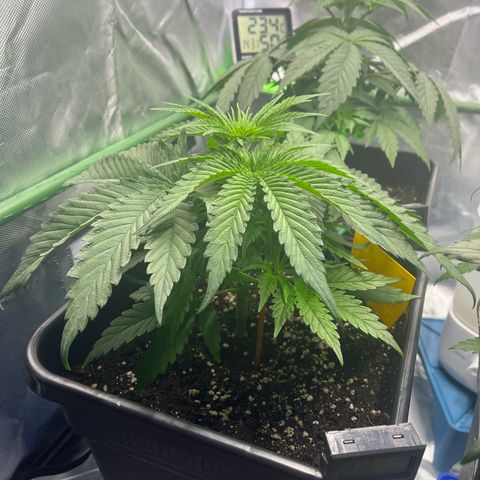Fullgas  #2 growlog timeline photo