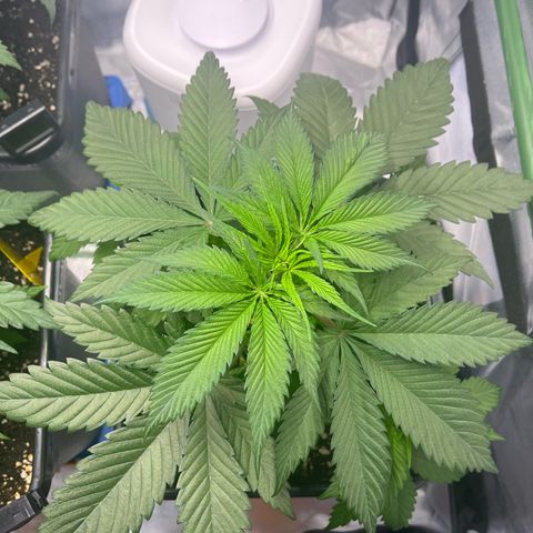 Fullgas  #1 growlog timeline photo