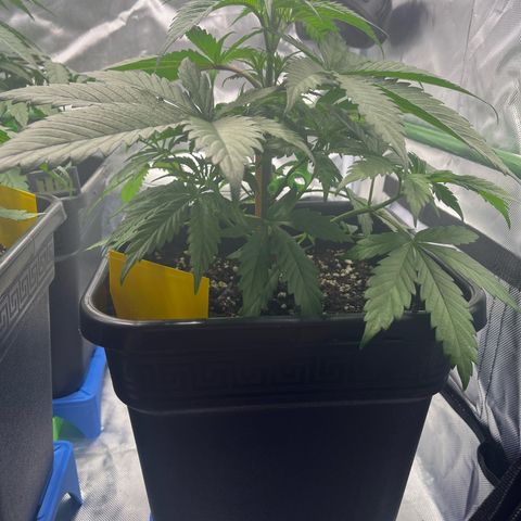 Fullgas  #1 growlog timeline photo