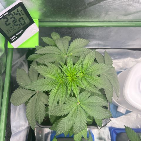 BIG Berry Bliss  growlog timeline photo